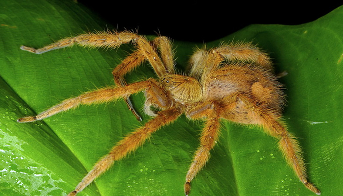 spider of the peruvian amazon