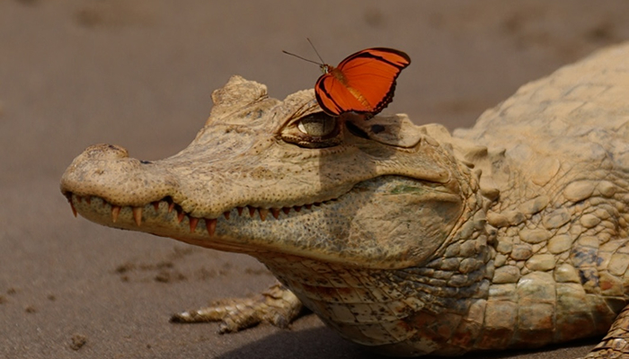 caimans in manu national park