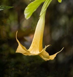manu national park tours