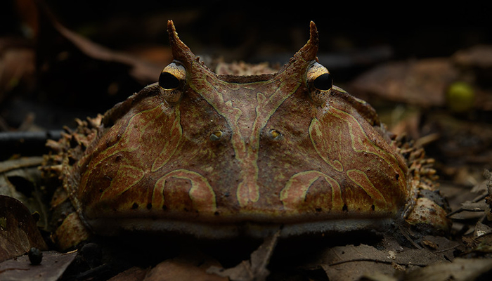 frogs-in-manu-national-park