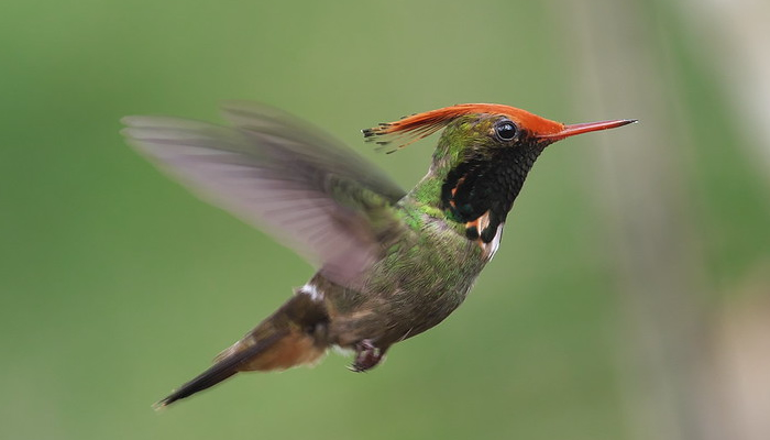 manu national park tours