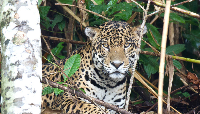 jaguar in manu national park