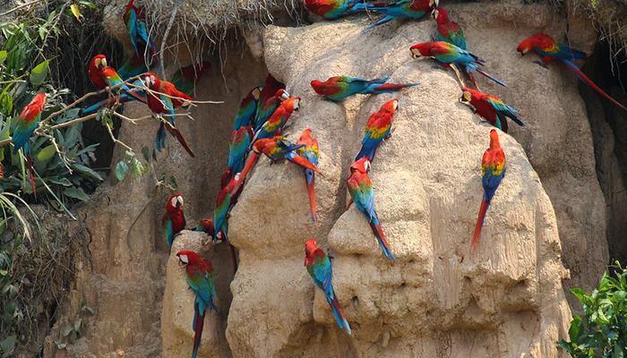 where is the macaw clay lick in peru