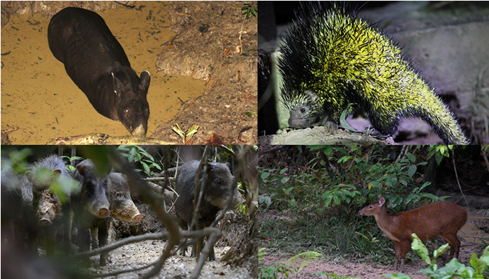 mammal clay lick in manu national park