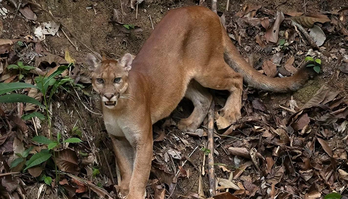 puma in manu national park