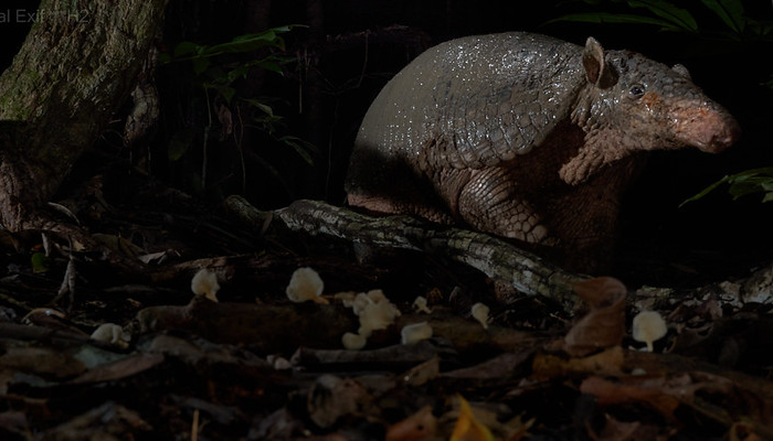 nocturnal-wildlife-in-manu-national-park