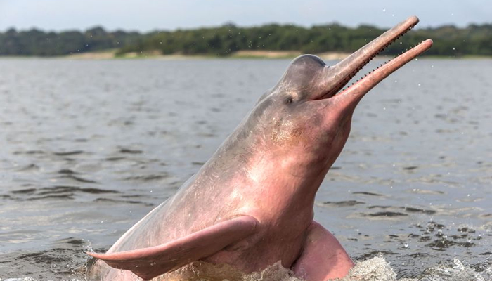 phink-dolphin-in-iquitos