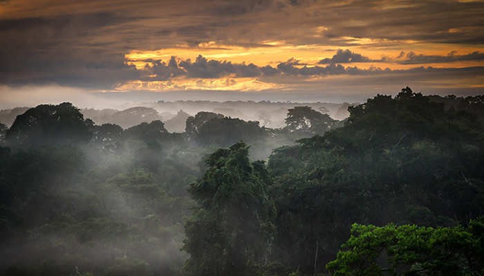 rainforest protection