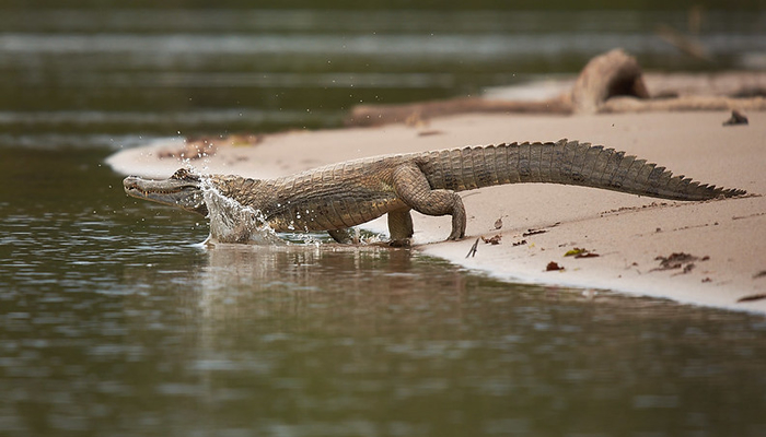 caimans in manu national park