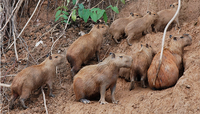 capybaras in the peruvian amazon