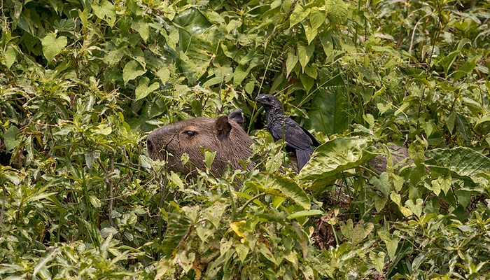 manu national park tours