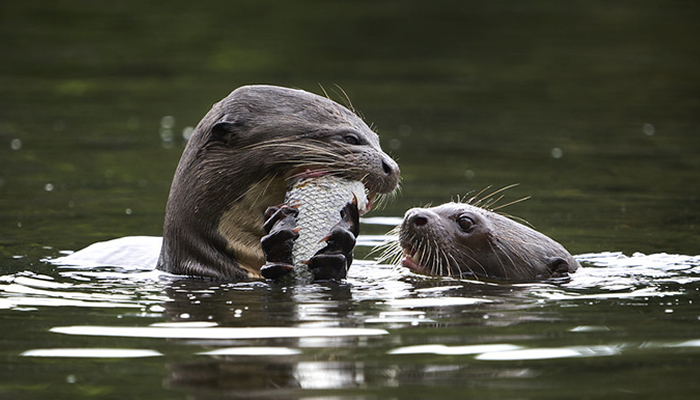 giant river otter in manu