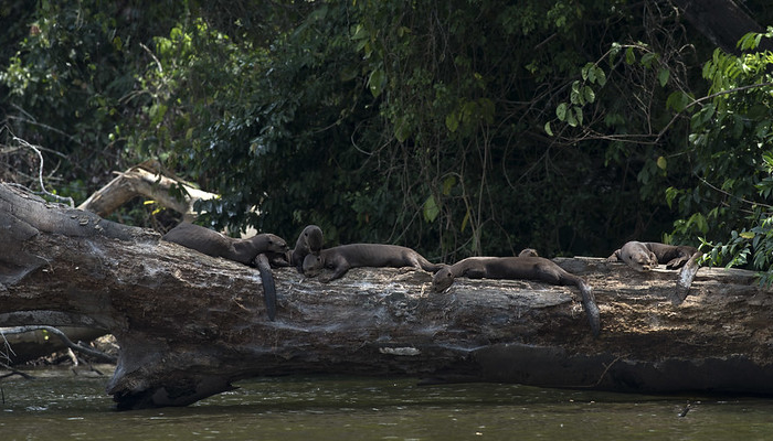 wildlife manu national park