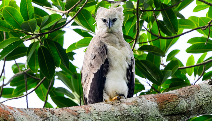 harpy eagle near cusco