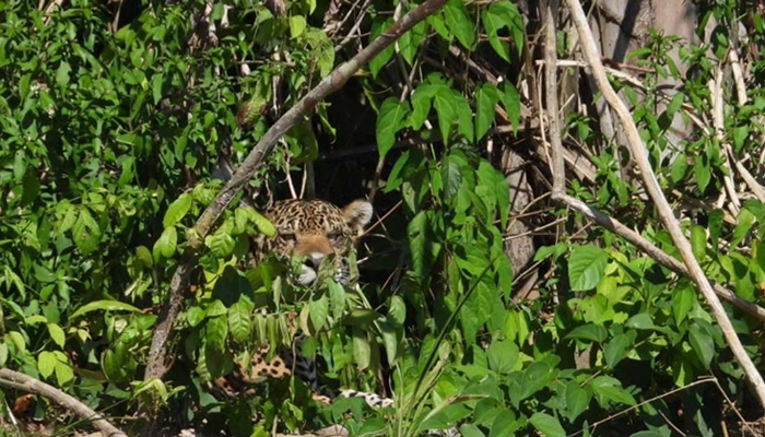 jaguar encounters in manu national park