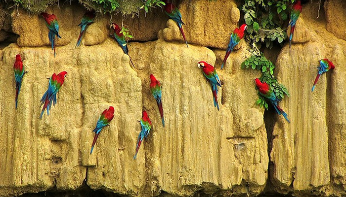 clay licks in manu national park