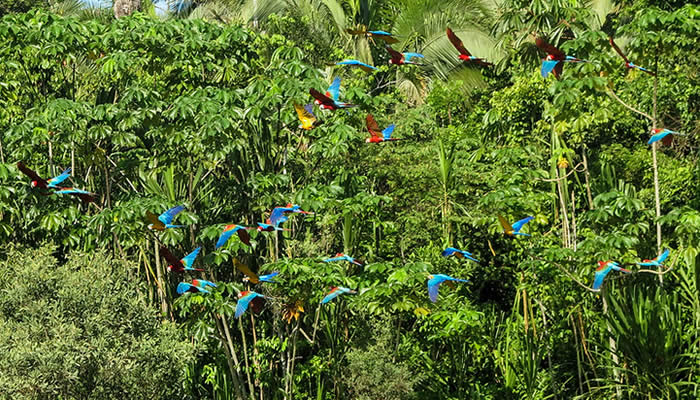 macaws in manu national park