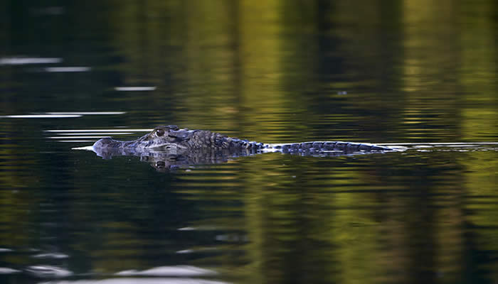 caimans in manu national park