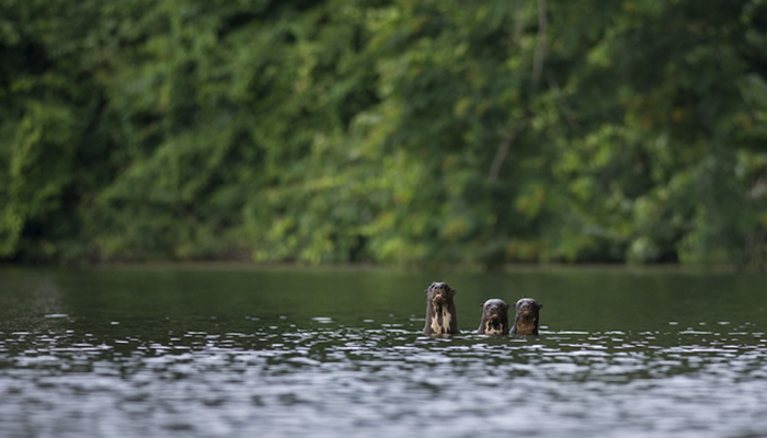 photography in manu national park
