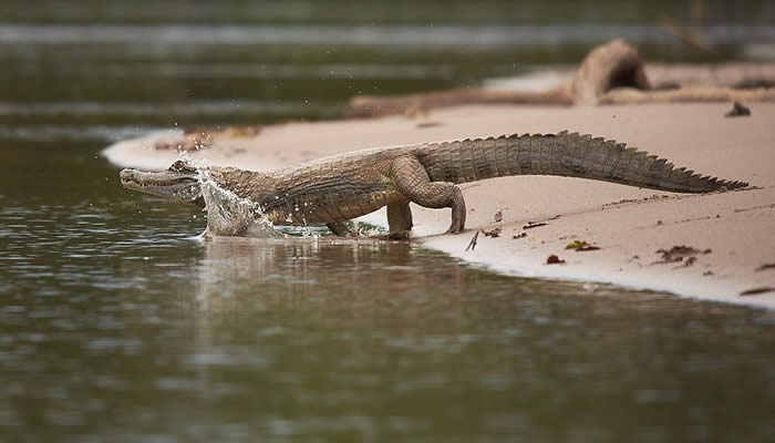 manu national park tours