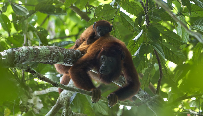 howler monkeys in manu national park