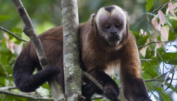 manu national park monkeys