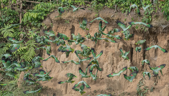 clay lick in manu national park
