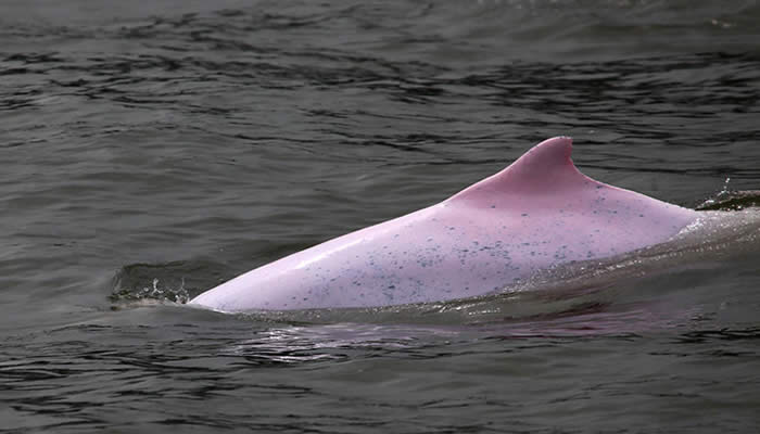 pink dolphin in the peruvian amazon