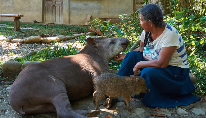 rescue center manu national park
