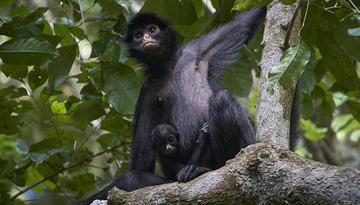 moneys in manu national park