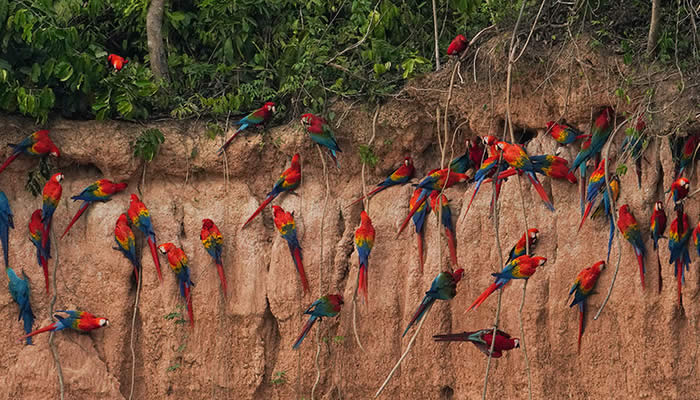 macaw clay lick in peru