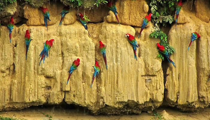 manu national park tours