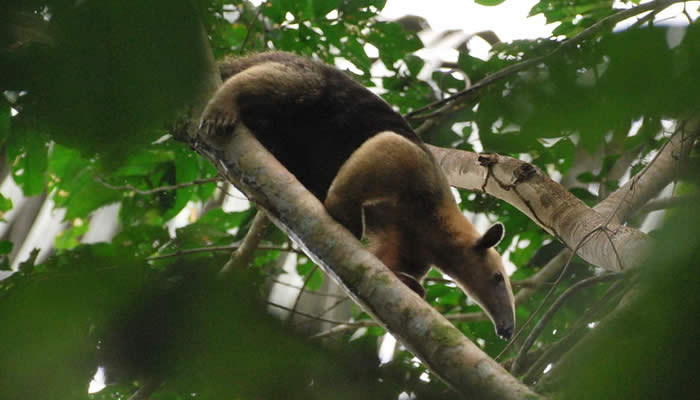 amazon jungle tours peru