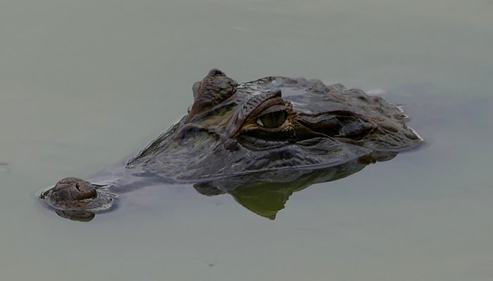 iquitos wildlife peru