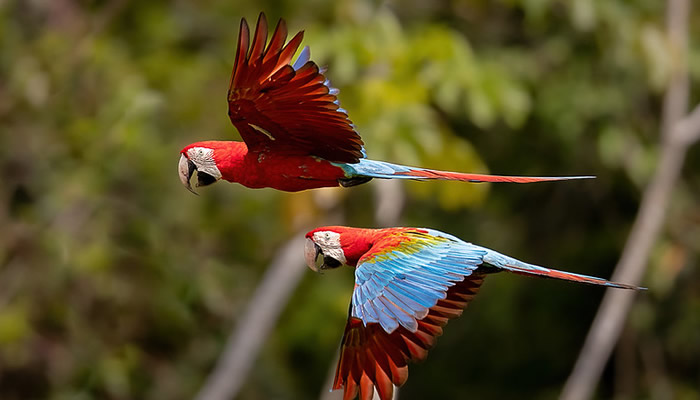 pacaya samiria iquitos wildlife