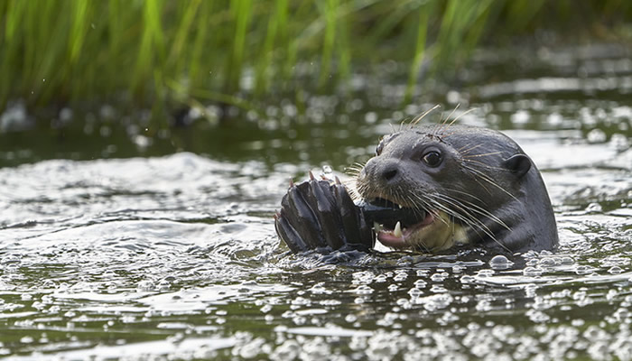 wildlife manu national park peru