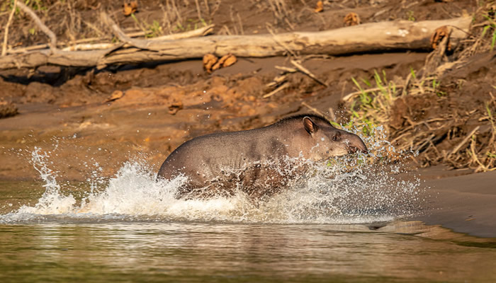 manu national park wildlife