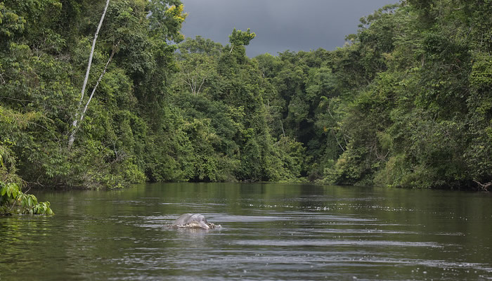 iquitos pink dolphins