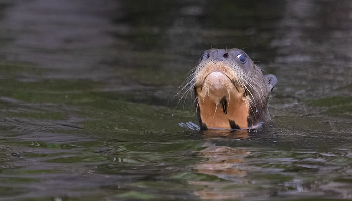 wildlife iquitos peru