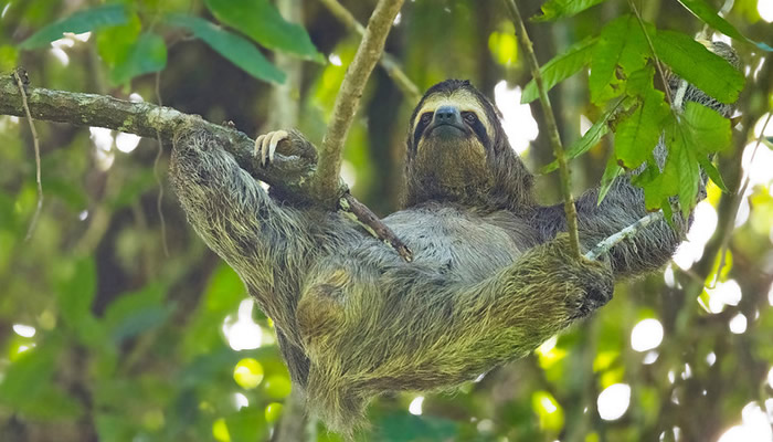 sloths-in-iquitos