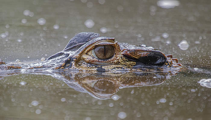Manu wildlife peru