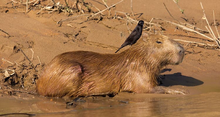 capybaras in tambopata