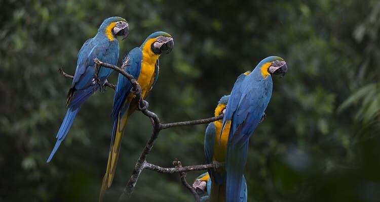 macaws clay lick tambopata