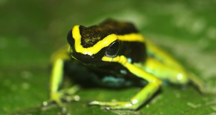 night walk in tambopata rainforest