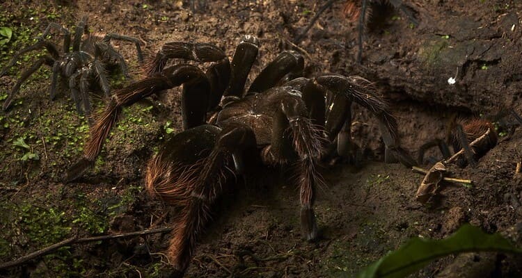 tarantulas tambopata jungle tour