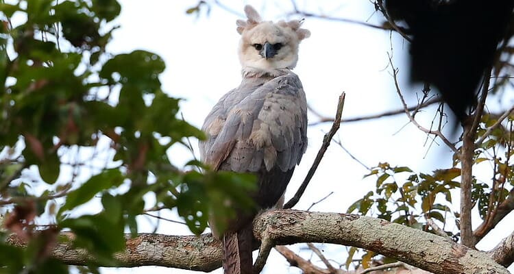 harpy eaggle in tambopata