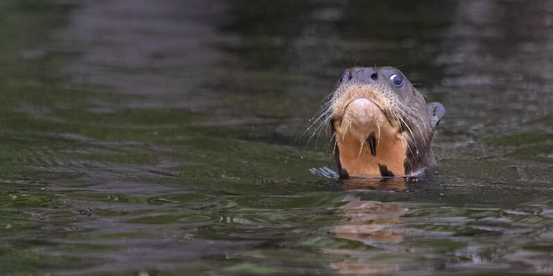 giant otters in tambopata