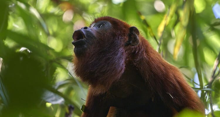 howler monkeys in tambopata