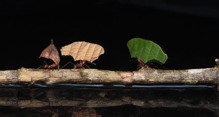 spotting leaf cutter ants