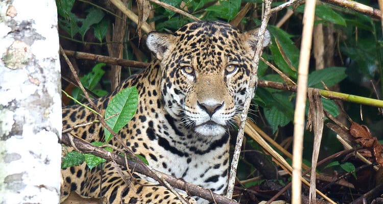 jaguar sighting in tambopata